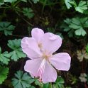 Geranium dalmaticum fleur